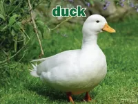 Định nghĩa của từ <b>duck</b>