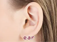 Định nghĩa của từ <b>ear</b>
