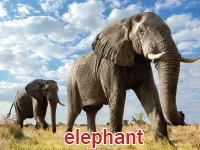 Định nghĩa của từ <b>elephant</b>