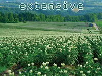 Định nghĩa của từ <b>extensive</b>