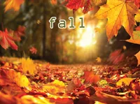 Định nghĩa của từ <b>fall</b>