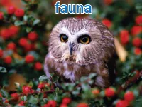 Định nghĩa của từ <b>fauna</b>