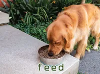 Định nghĩa của từ <b>feed</b>