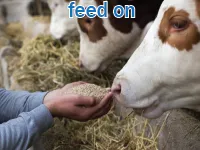 Định nghĩa của từ <b>feed on</b>