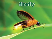 Định nghĩa của từ <b>firefly</b>