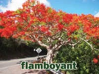 Định nghĩa của từ <b>flamboyant</b>
