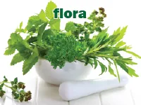 Định nghĩa của từ <b>flora</b>