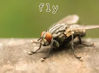 Định nghĩa của từ <b>fly</b>