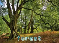 Định nghĩa của từ <b>forest</b>