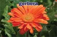Định nghĩa của từ <b>gerbera</b>