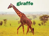 Định nghĩa của từ <b>giraffe</b>