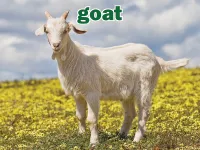 Định nghĩa của từ <b>goat</b>