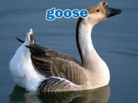 Định nghĩa của từ <b>goose</b>
