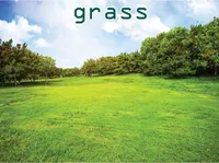 Định nghĩa của từ <b>grass</b>