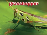 Định nghĩa của từ <b>grasshopper</b>