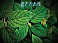 Định nghĩa của từ <b>green</b>