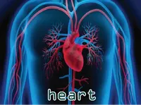 Định nghĩa của từ <b>heart</b>