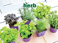 Định nghĩa của từ <b>herb</b>