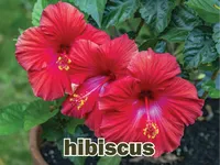Định nghĩa của từ <b>hibiscus</b>