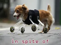 Định nghĩa của từ <b>in spite of</b>