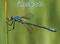 Định nghĩa của từ <b>insect</b>