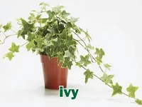 Định nghĩa của từ <b>ivy</b>