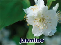 Định nghĩa của từ <b>jasmine</b>