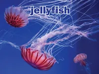 Định nghĩa của từ <b>jellyfish</b>