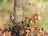 Định nghĩa của từ <b>life</b>