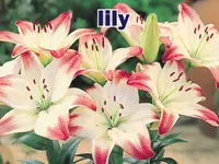 Định nghĩa của từ <b>lily</b>