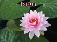 Định nghĩa của từ <b>lotus</b>