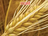 Định nghĩa của từ <b>malt</b>