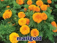 Định nghĩa của từ <b>marigold</b>