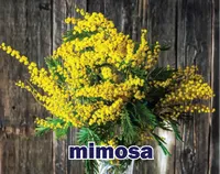 Định nghĩa của từ <b>mimosa</b>