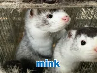 Định nghĩa của từ <b>mink</b>