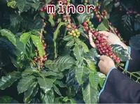 Định nghĩa của từ <b>minor</b>