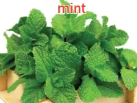 Định nghĩa của từ <b>mint</b>