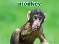 Định nghĩa của từ <b>monkey</b>