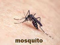 Định nghĩa của từ <b>mosquito</b>