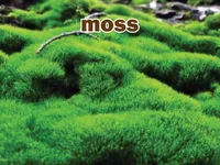 Định nghĩa của từ <b>moss</b>