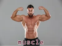 Định nghĩa của từ <b>muscle</b>