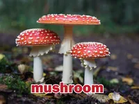 Định nghĩa của từ <b>mushroom</b>