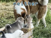 Định nghĩa của từ <b>neither</b>