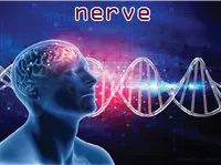 Định nghĩa của từ <b>nerve</b>
