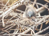 Định nghĩa của từ <b>nest</b>