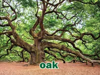 Định nghĩa của từ <b>oak</b>