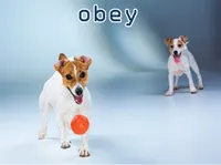 Định nghĩa của từ <b>obey</b>