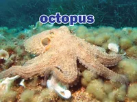 Định nghĩa của từ <b>octopus</b>
