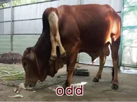 Định nghĩa của từ <b>odd</b>