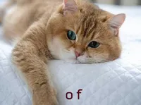 Định nghĩa của từ <b>of</b>